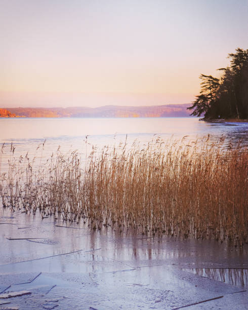 lago helado - frozen cold lake reed fotografías e imágenes de stock