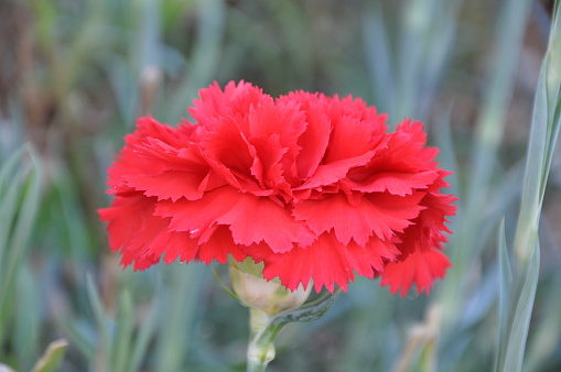 Vibrant red carnation on green blurry background. Isolated red carnation.