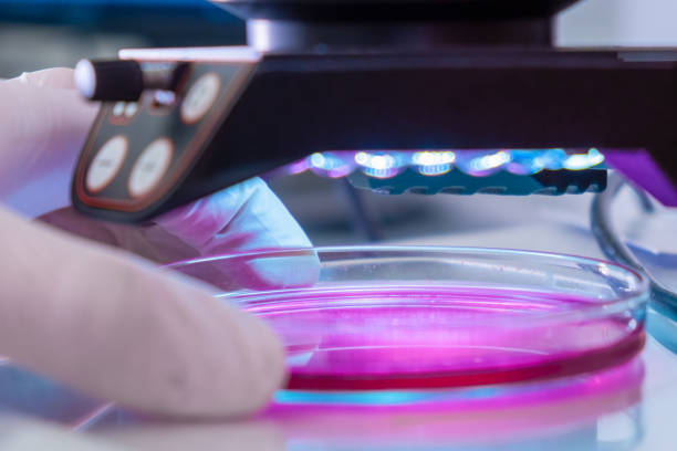 istock Microscope in a medical research center for analyzing sample. Scientist in rubber gloves testing samples in microchemical laboratory. 1367890497