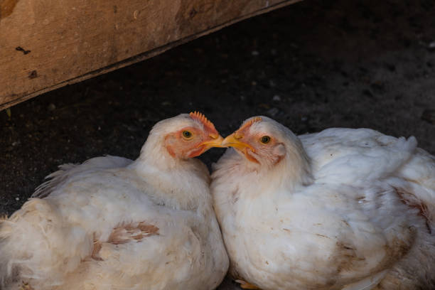 istock Two girlfriends - white chickens look at the camera with curiosity 1367890834