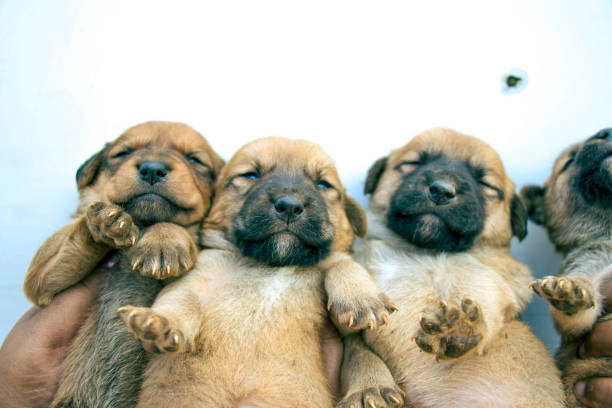Brown Labrador Puppies Isolated On A White Background.