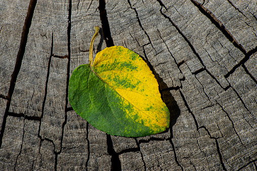 Cracked wooden surface hemp and fallen leaf. Autumn season. Background for design.