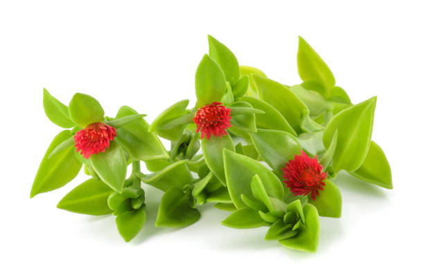Heartleaf iceplant Heartleaf iceplant plant with flowers isolated on white heartleaf iceplant aptenia cordifolia stock pictures, royalty-free photos & images