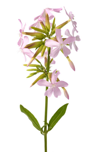 Soapwort ( Saponaria officinalis) Soapwort ( Saponaria officinalis) isolated on white background common soapwort saponaria officinalis stock pictures, royalty-free photos & images