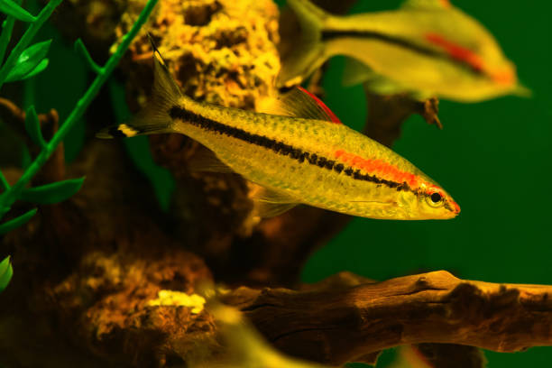 istock Barbus Denisoni fish in aquarium. (Sahyadria denisonii Day). Fresh water aquarium 1367891956