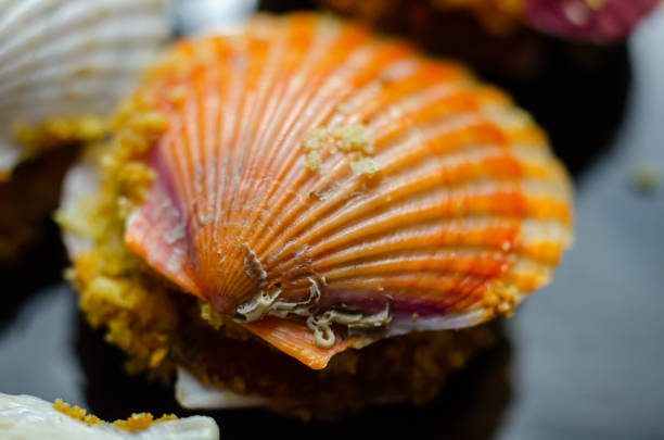 Shell collection: sea shells in various colors