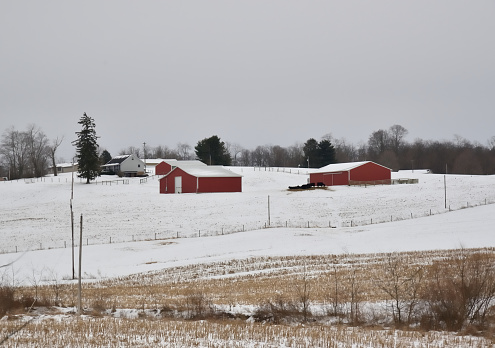 A farm scene with a small collection of cattle huddle up against a barn in rural Ohio after a winter snowfall on a cold January afternoon