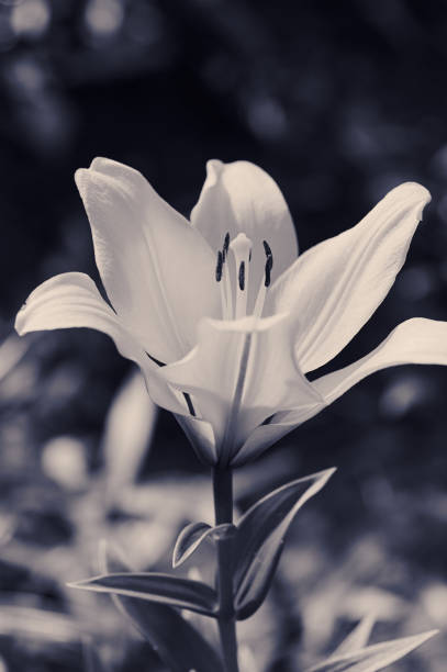 Photo of an Lilies Flower blossom bloom and grow on a white background. Blooming flower of Lilium - Lily.  Lilies are a group of flowering plants which are important in culture and literature in much of the world. In some North American species the base of the bulb develops into rhizomes, on which numerous small bulbs are found. Some species develop stolons. Most bulbs are buried deep in the ground, but a few species form bulbs near the soil surface. Many species form stem-roots. With these, the bulb grows naturally at some depth in the soil, and each year the new stem puts out adventitious roots above the bulb as it emerges from the soil. These roots are in addition to the basal roots that develop at the base of the bulb.   4k timelapse of an Lilies Flower blossom bloom and grow and rotating on a red background. Blooming flower of Lilium - Lily. Lilies are a group of flowering plants which are important in culture and literature in much of the world. In some North American species the base of the bulb develops into rhizomes, on which numerous small bulbs are found. Some species develop stolons. Most bulbs are buried deep in the ground, but a few species form bulbs near the soil surface. Many species form stem-roots. With these, the bulb grows naturally at some depth in the soil, and each year the new stem puts out adventitious roots above the bulb as it emerges from the soil. These roots are in addition to the basal roots that develop at the base of the bulb.
