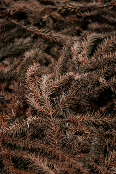 pine needles - pine tree imagens e fotografias de stock