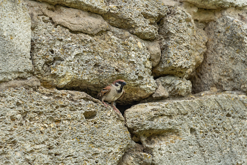 a sparrow looks out of his house in a stone wall, free songbird. High quality photo