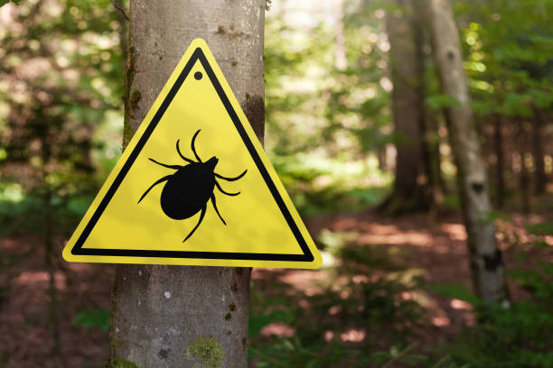 istock Tick insect warning sign in forest. 1367896377