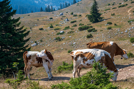 Mountain cows feeding on grass in the meadow.