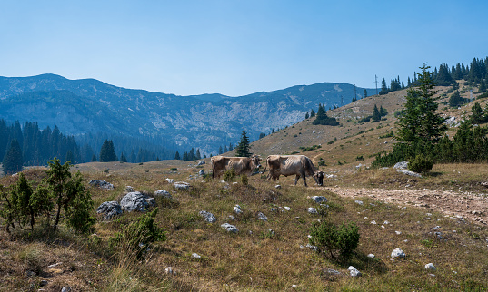 Mountain cows feeding on grass in the meadow.