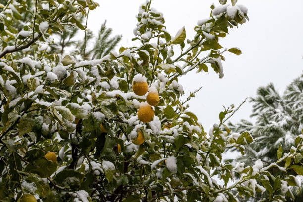 istock Bright yellow lemons and green leaves on the branches during a snowfall. Snow-covered citrus trees. Overcast, gloomy day and heavy snowfalls in Turkey. 1367898687