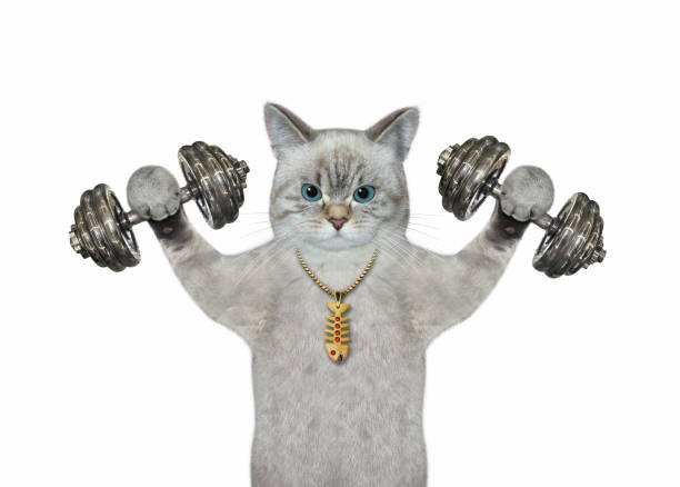 istock Cat ashen lifts dumbbells 1367902251