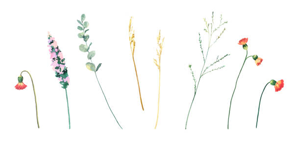 istock Watercolor hand painted field wild branch and flowers. 1367902556