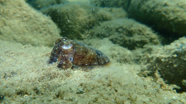 istock Common cuttlefish or European common cuttlefish (Sepia officinalis) undersea 1367902560