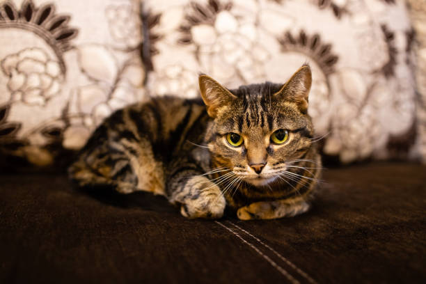 istock A domestic cat is lying on the sofa 1367902564