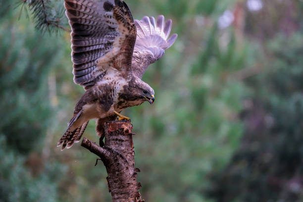 common buzzard with wings spread on top of a tree stump - eurasian buzzard imagens e fotografias de stock