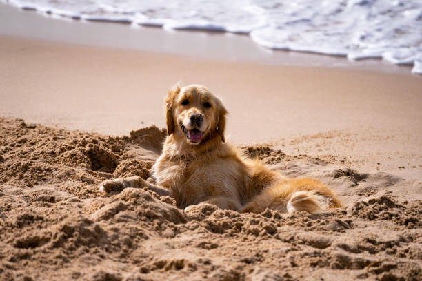 istock Dog At The Beach 1367902708