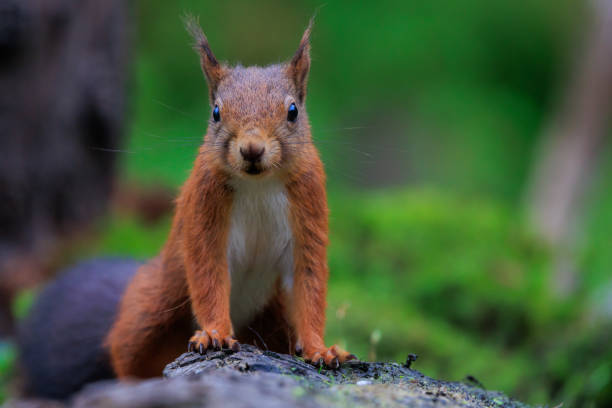 esquilo vermelho olhando para a câmera curiosamente - curious squirrel - fotografias e filmes do acervo