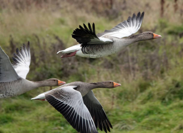 A beautiful close-up shot of three greylag geese in flight against a rural green background. A beautiful close-up shot of three greylag geese in fight against a rural green background. nigel pack stock pictures, royalty-free photos & images