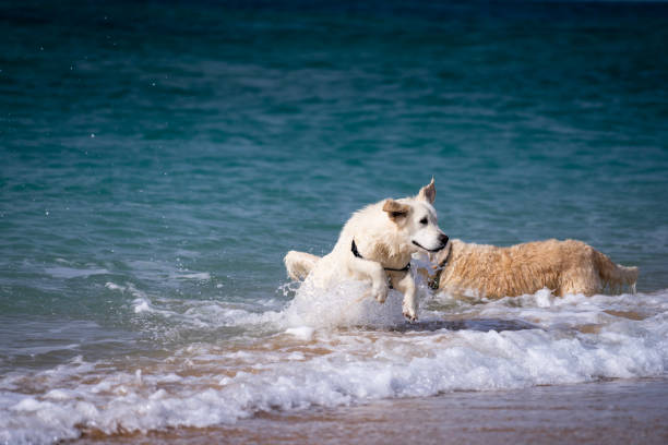 istock Dogs In The Ocean 1367905479