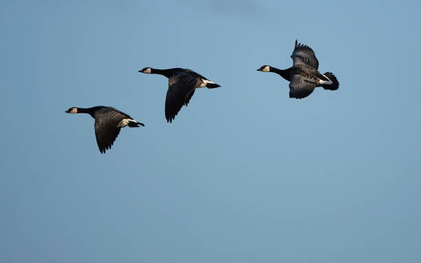 A gorgeous low angle shot of three Canada geese in flight against a clear blue sky background. A gorgeous low angle shot of three Canada geese in flight against a clear blue sky background. nigel pack stock pictures, royalty-free photos & images
