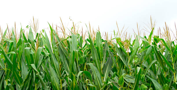istock green and yellow cornfield plantation, white background 1367906459