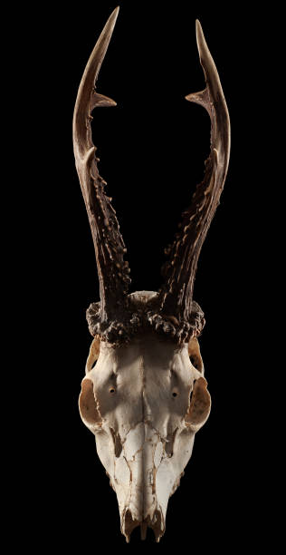 istock Skull of a roe deer goat. 1367906860