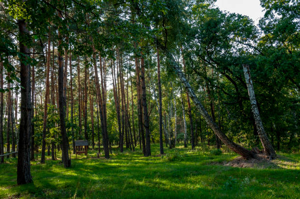 Sunny summer day in the forest. There are birch trees, oak trees and pines here. There is a feeder for animals too