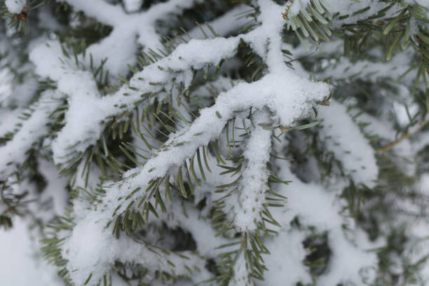 istock green branches of spruce under the snow. Winter background 1367909091