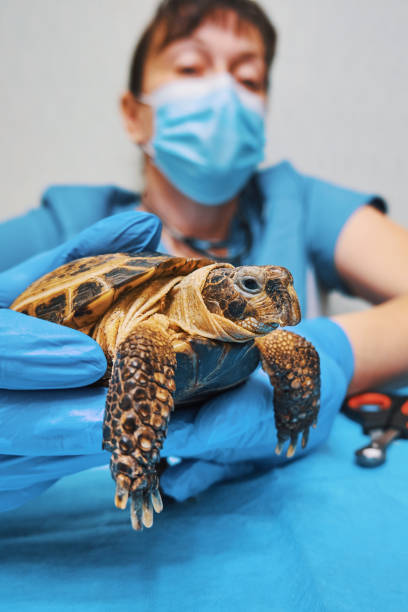 istock Treatment of exotic animals 1367909116