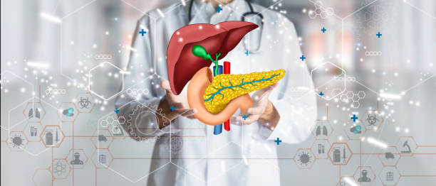 Doctor holding hologram of human liver system as a concept of health and well-being. Medical future technology and innovative concept. Mixed Media stock photo