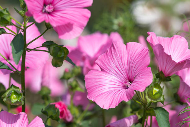 flores de malva rosa (malva trimestris) - mallow fotografías e imágenes de stock