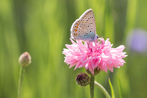 common blue butterfly (polyommatus icarus) on pink cornflower (centaurea cyanus) blossom in meadow on sunny day in early summer; biodiversity save the ecosystem concept with blurred bokeh background