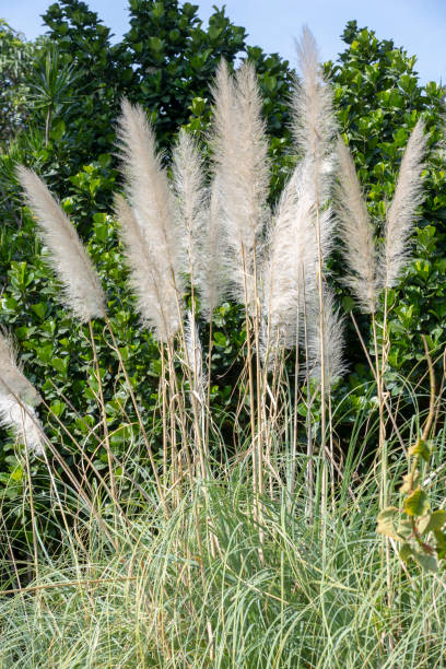 istock Plumage of the pampas grass 1367911528