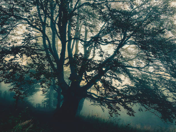 istock Trees in the Black Forest in Germany with fog. 1367911533