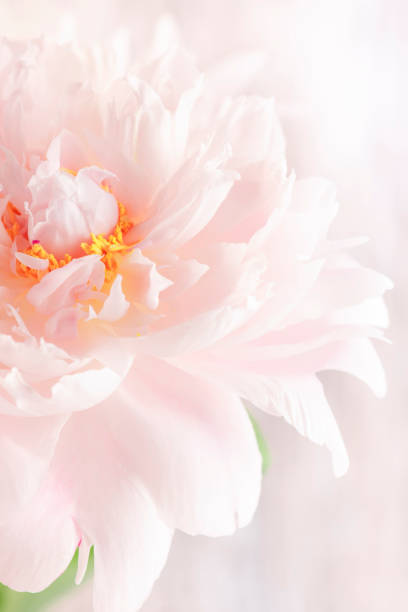 istock Gorgeous delicate pink peonies, blooming tender natural background, lovely spring composition 1367911583