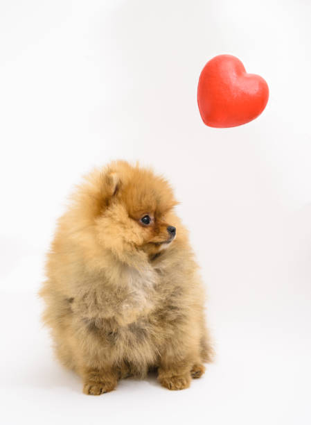 istock Cute confused pomeranian puppy with white background interacting with levitating heart 1367911628
