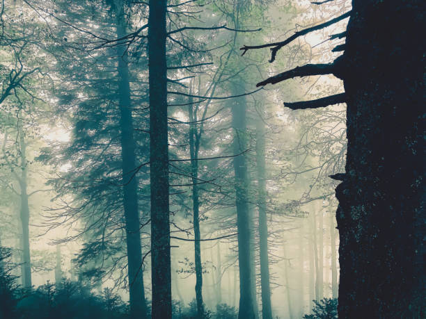 istock The Black Forest in Germany with fog. 1367912727