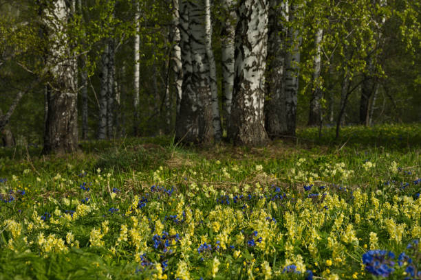 istock Spring carpet of primroses 1367912944