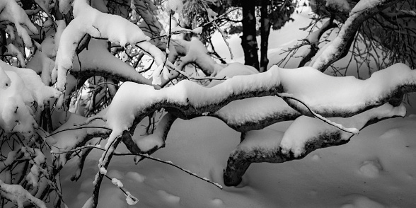 Abstract geometry of twisted zigzag-shaped bare tree in the winter garden after snow blizzard