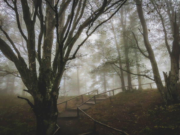 istock Path through the Black Forest in Germany with fog. 1367915759