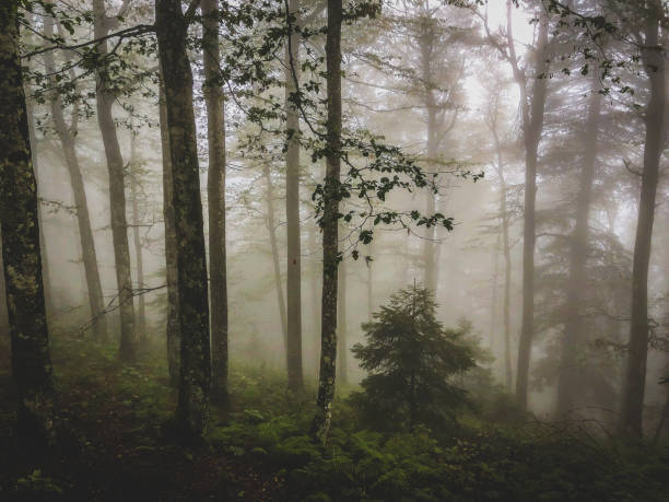 The Black Forest in Germany with fog.