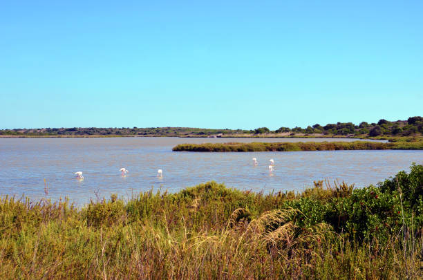 istock vendicari nature reserve sicily italy 1367915824