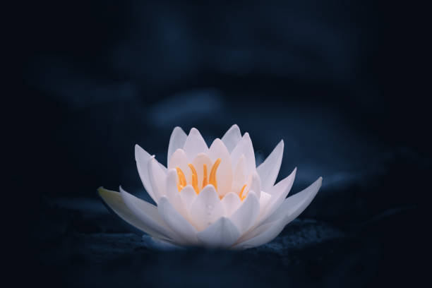 istock white lotus flower on blue dark background 1367916096