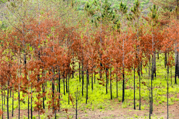 Red pines, with dry leaves, contrasting with the exuberant green grass. a countryside of brazil