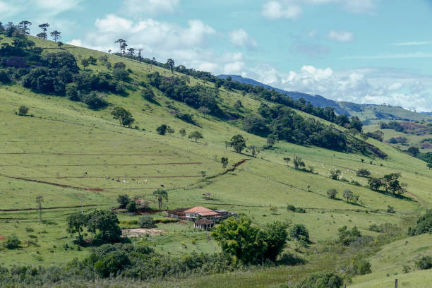 istock Wide view of pasture with cattle 1367916257