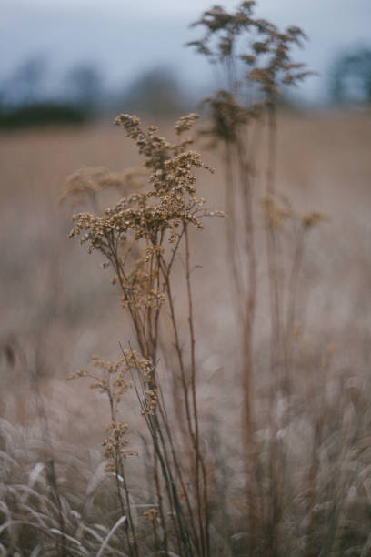 istock Dried Botanical Flowers in a Field 1367917162